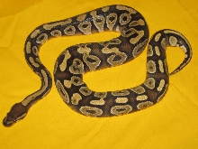 fresh shed mojave