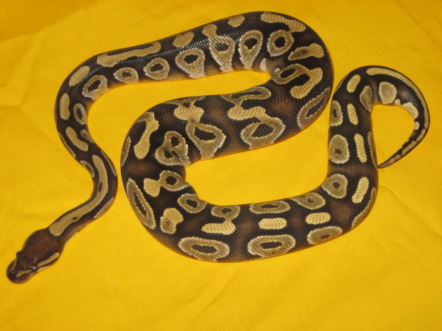 fresh shed mojave