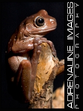White's Tree Frog