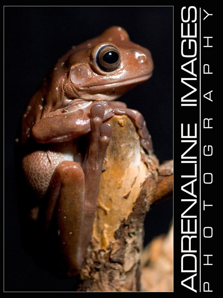 White's Tree Frog