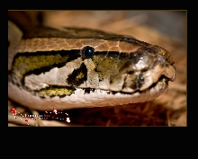 Just a Burm...