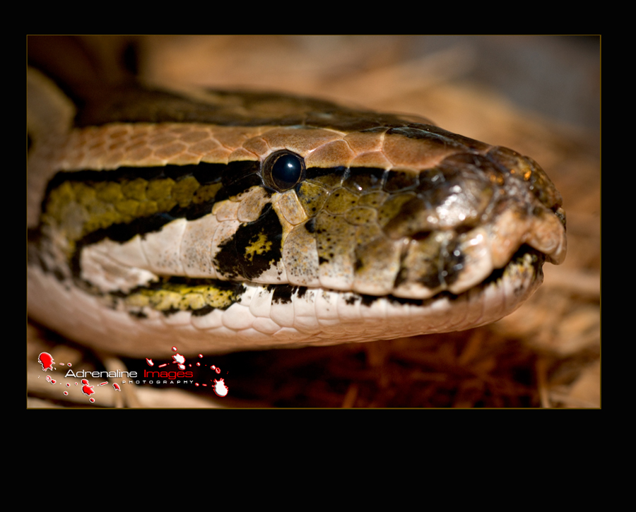 Just a Burm...