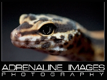Leopard gecko