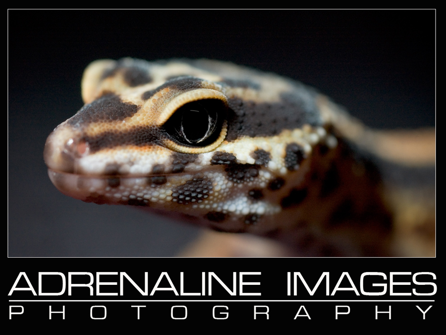 Leopard gecko
