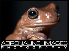 White's Tree Frog