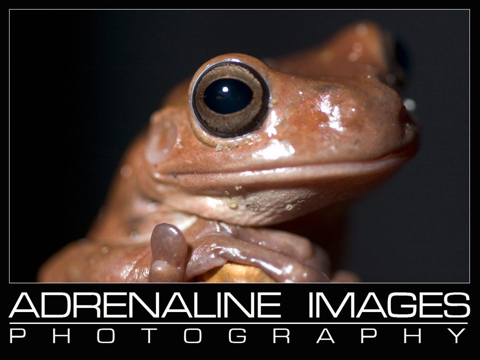 White's Tree Frog