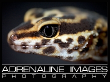 Leopard gecko