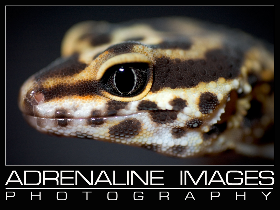 Leopard gecko