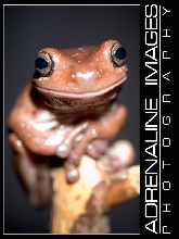 White's Tree Frog