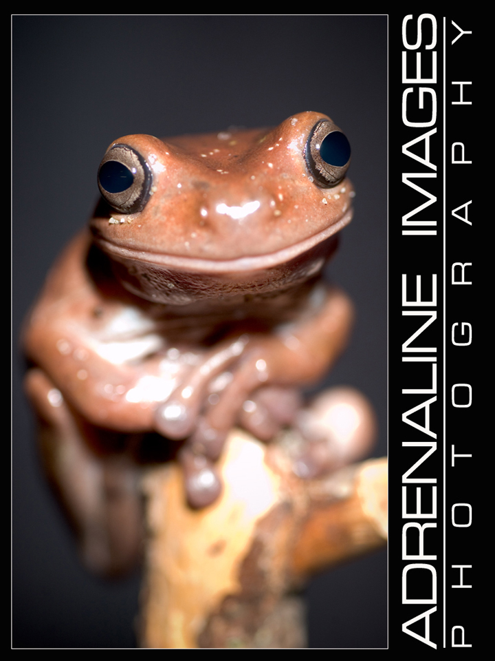 White's Tree Frog