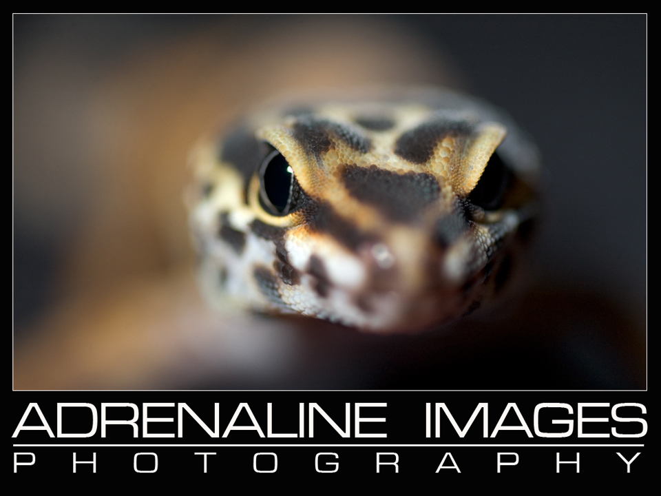 Leopard gecko
