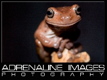 White's Tree Frog