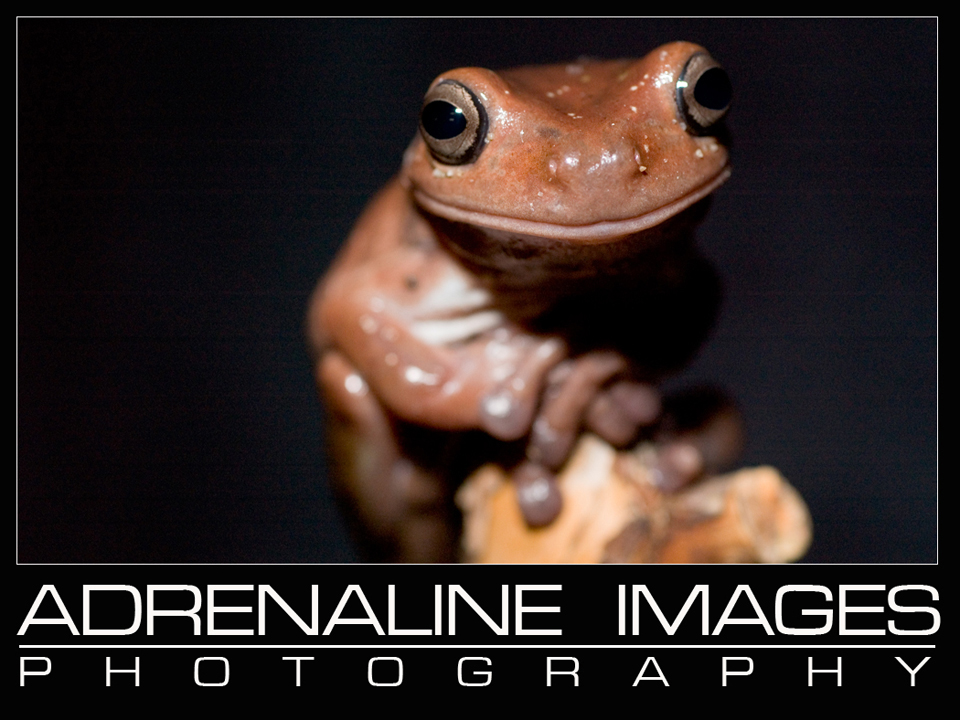 White's Tree Frog