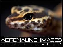 Leopard gecko