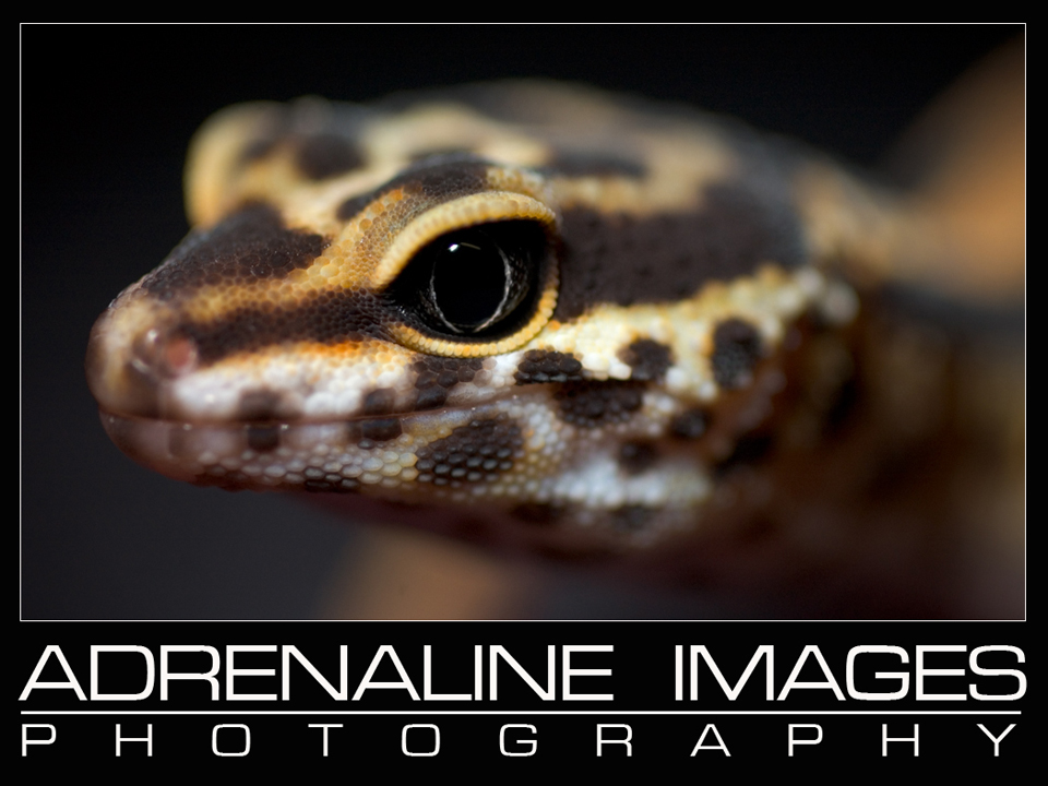Leopard gecko