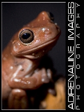 White's Tree Frog
