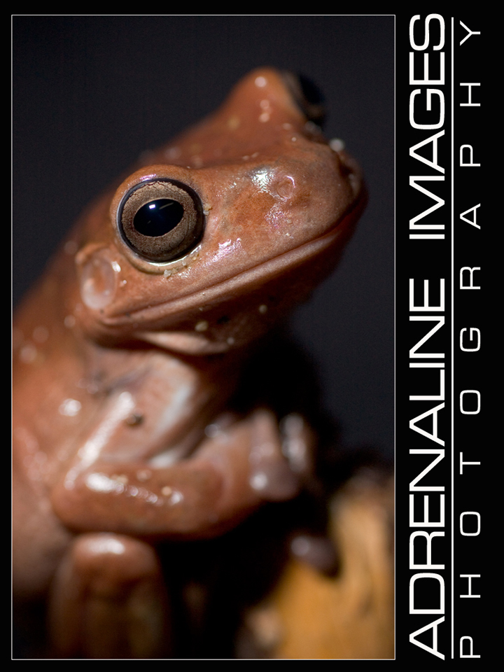 White's Tree Frog