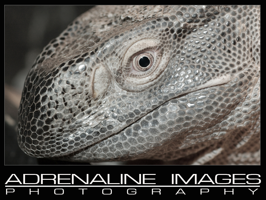 Black Throat monitor