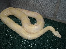 Albino Female