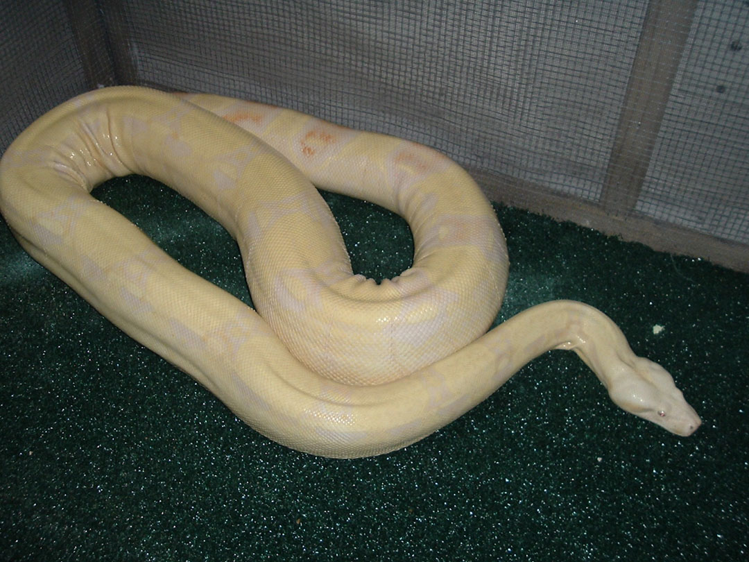 Albino Female