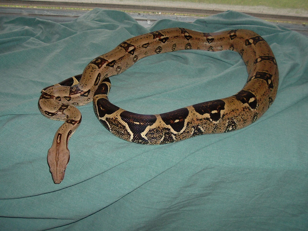 Sultan DBL Het Snow