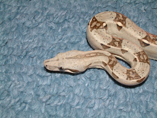 spike1