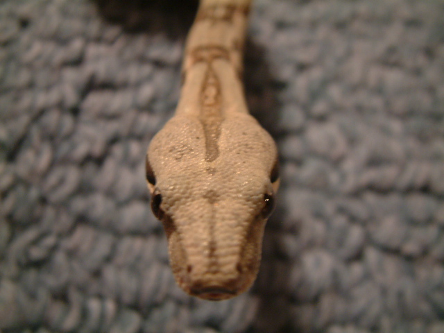 closeup2