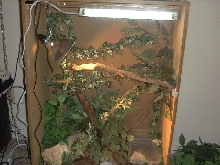 Boa Cage