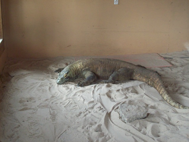 komodo dragon