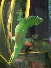 giant day gecko