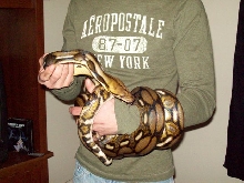 female tiger retic