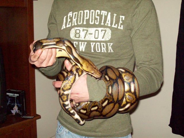 female tiger retic