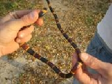 coral snake