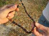 coral snake