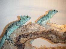 cbb basilisk pair 07/17/07