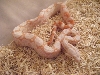 '08 male albino het snow