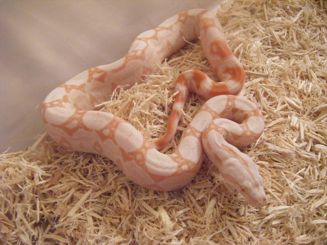 '08 male albino het snow