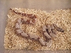 DH ghost poss het albino male