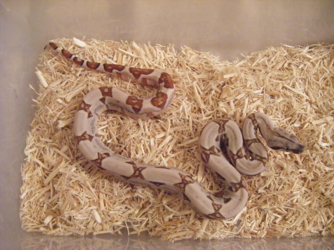 DH ghost poss het albino male