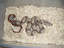 '08 female jungle