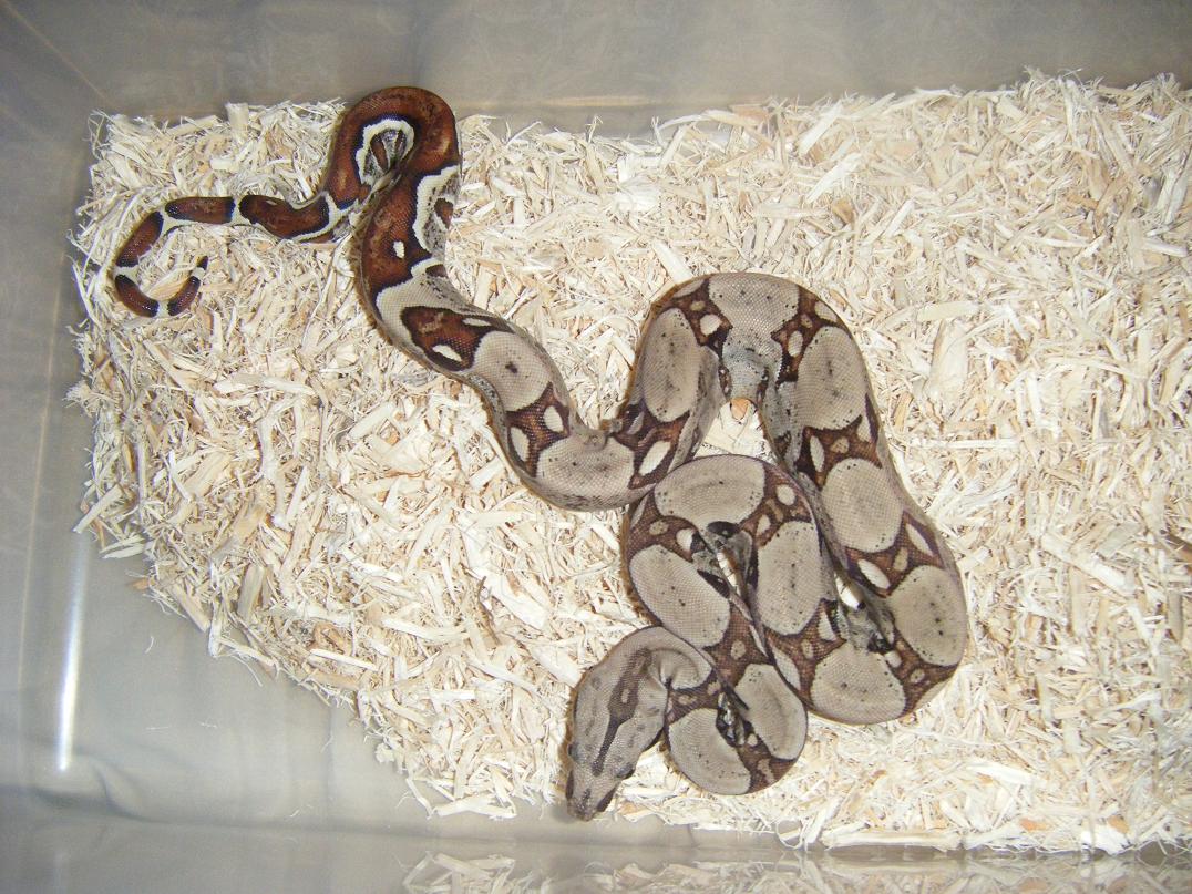 '08 male jungle