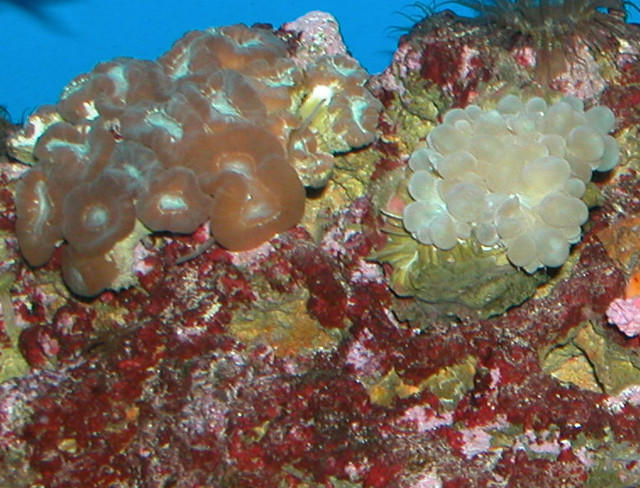 Saltwater Photos