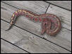 female red blood