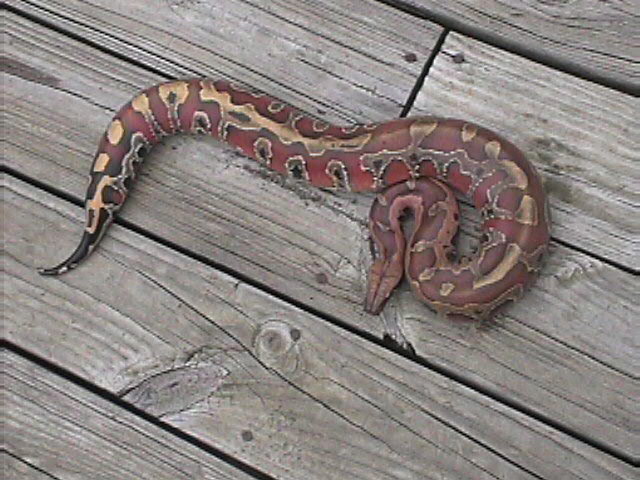 female red blood