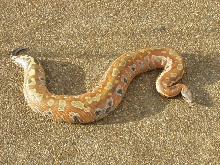 big female red