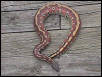 red blood male
