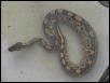 het for axanthic female