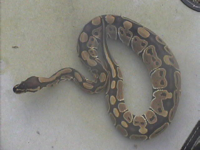 het for axanthic female