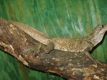 gaint sailfin