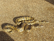 het albino pair